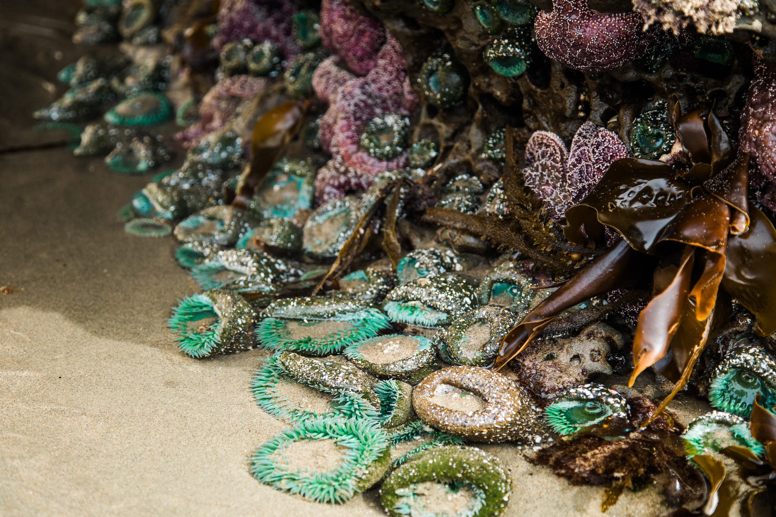 A group of giant sea anemones in a tide pool near Inn at Cape Kiwanda
