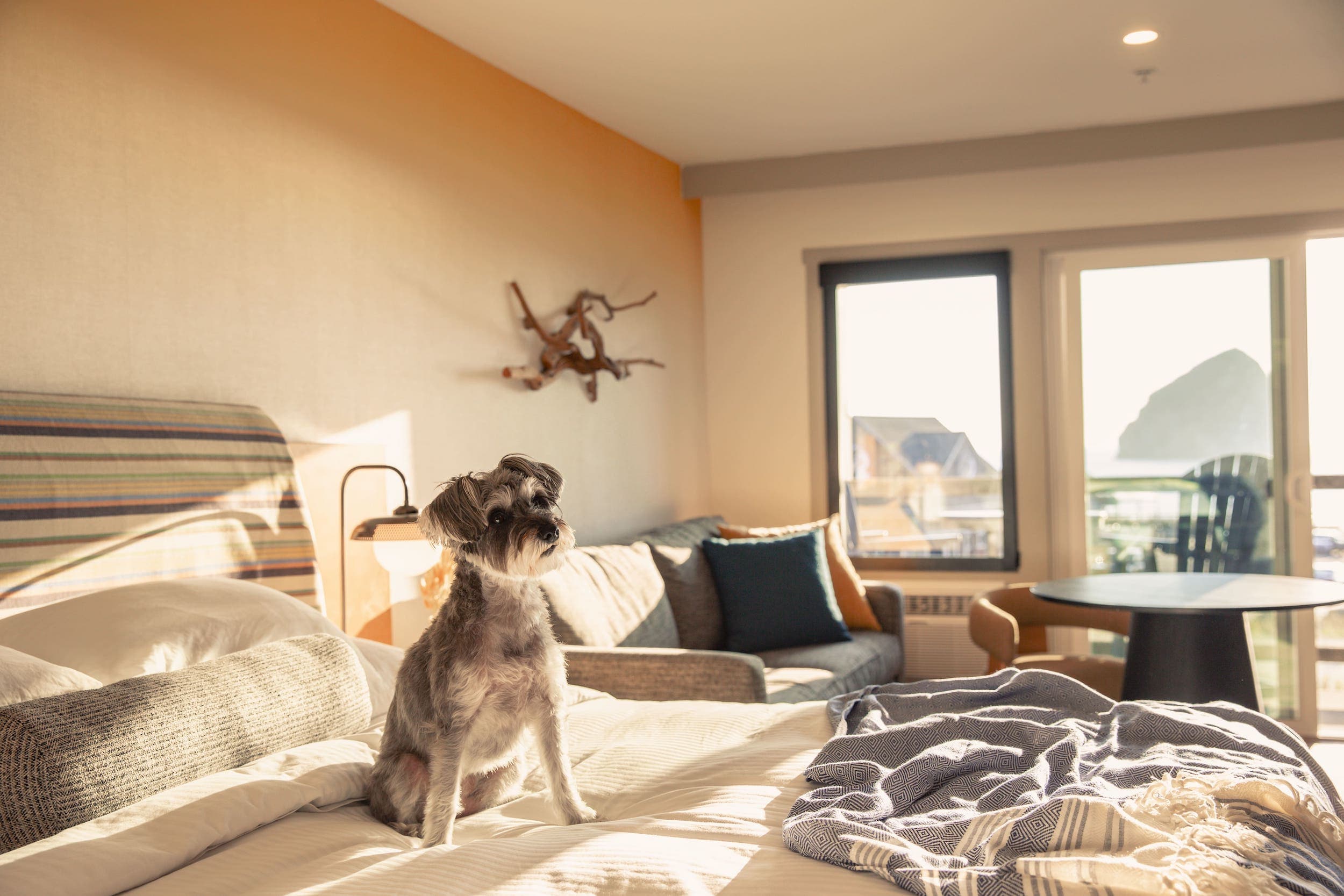A small grey terrier sitting on a bed in a room at Inn at Cape Kiwanda