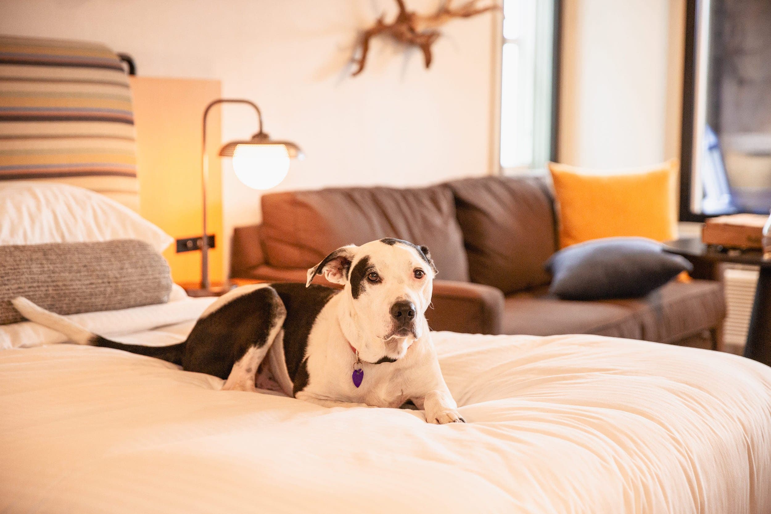 A dog on a bed at the Inn at Cape Kiwanda