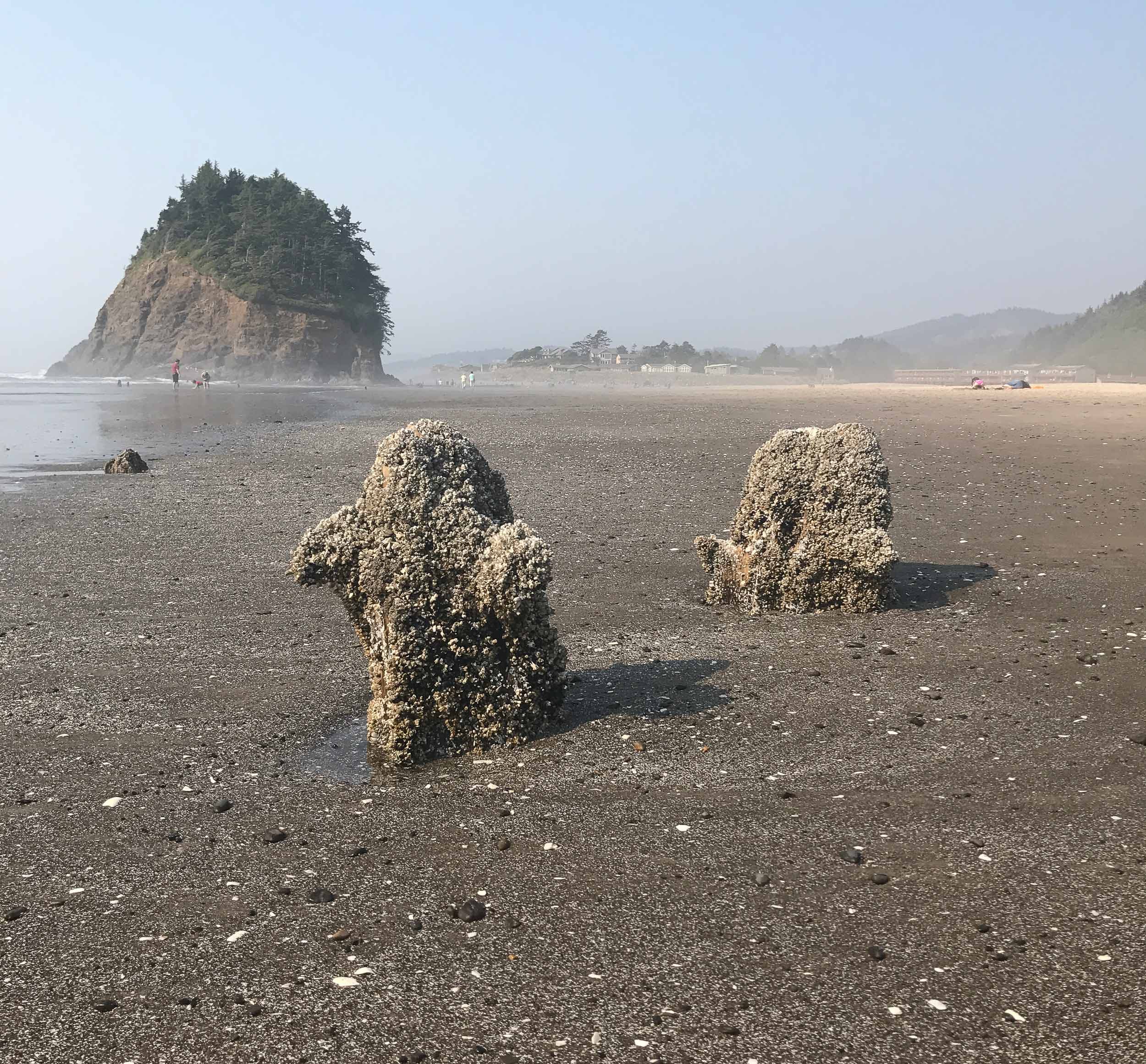 Rocky beach scene with two barnacle-covered rock formations in the foreground. Distant cliff with trees in background under a hazy sky. Calm and serene.