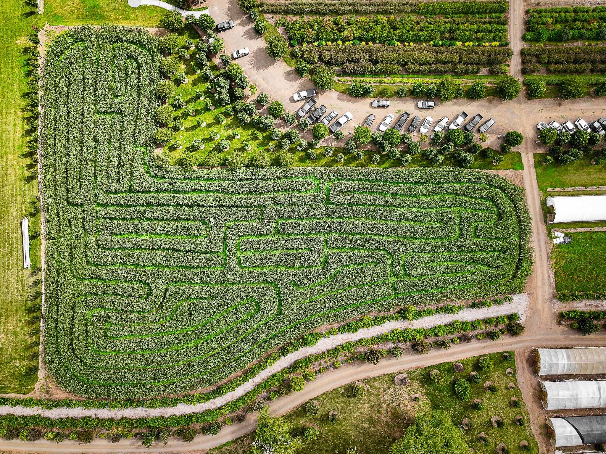 Aerial view of a large corn maze with intricate pathways surrounded by green fields. Parked cars and trees are visible at the top, suggesting a farm setting.