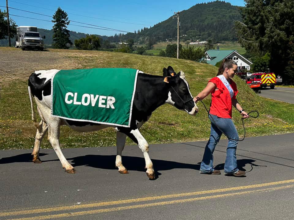 Clover The Cow