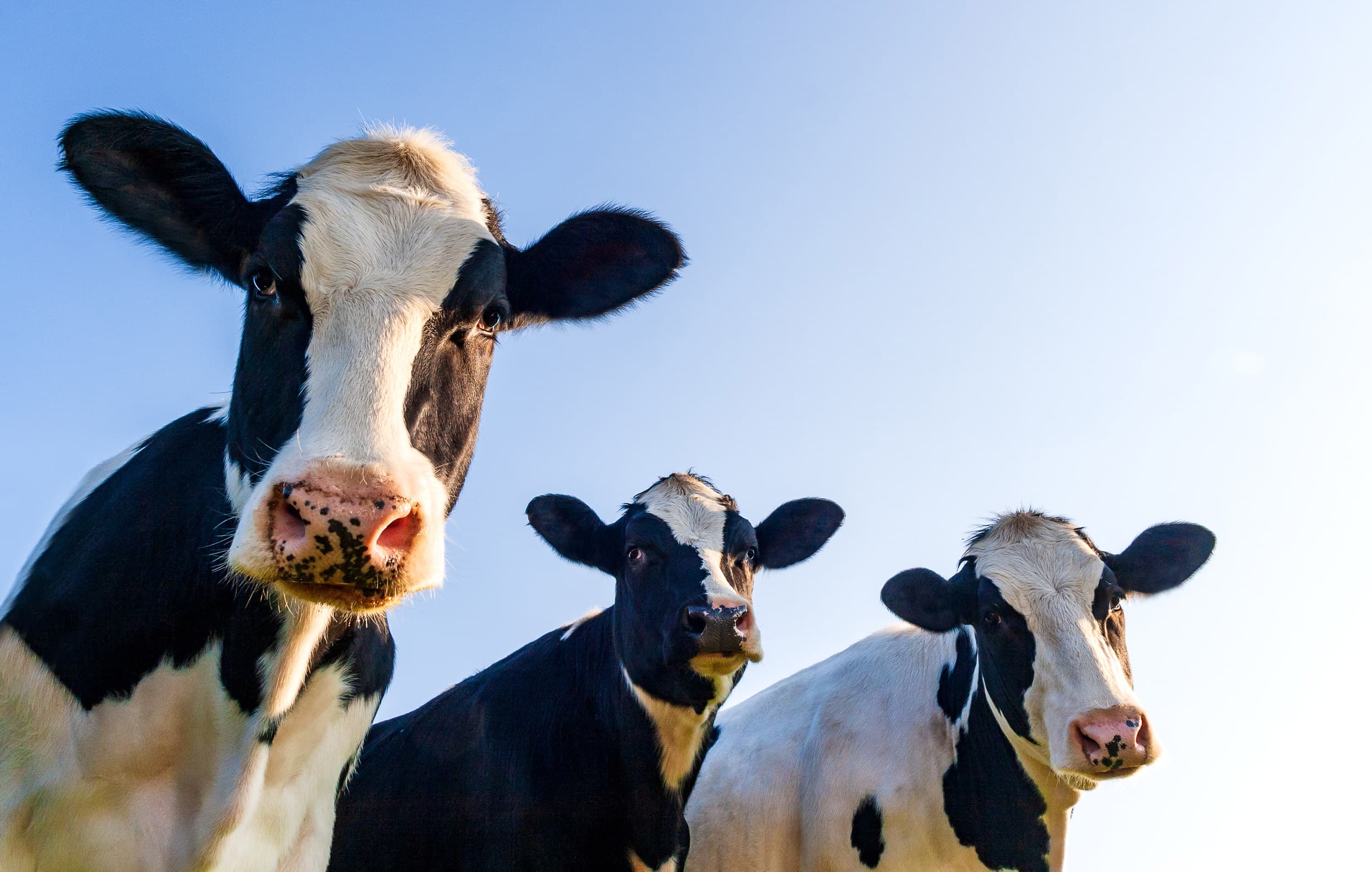 Three black and white cows stand on a lush green field under a clear blue sky. The cows look curiously towards the camera, creating a playful mood.
