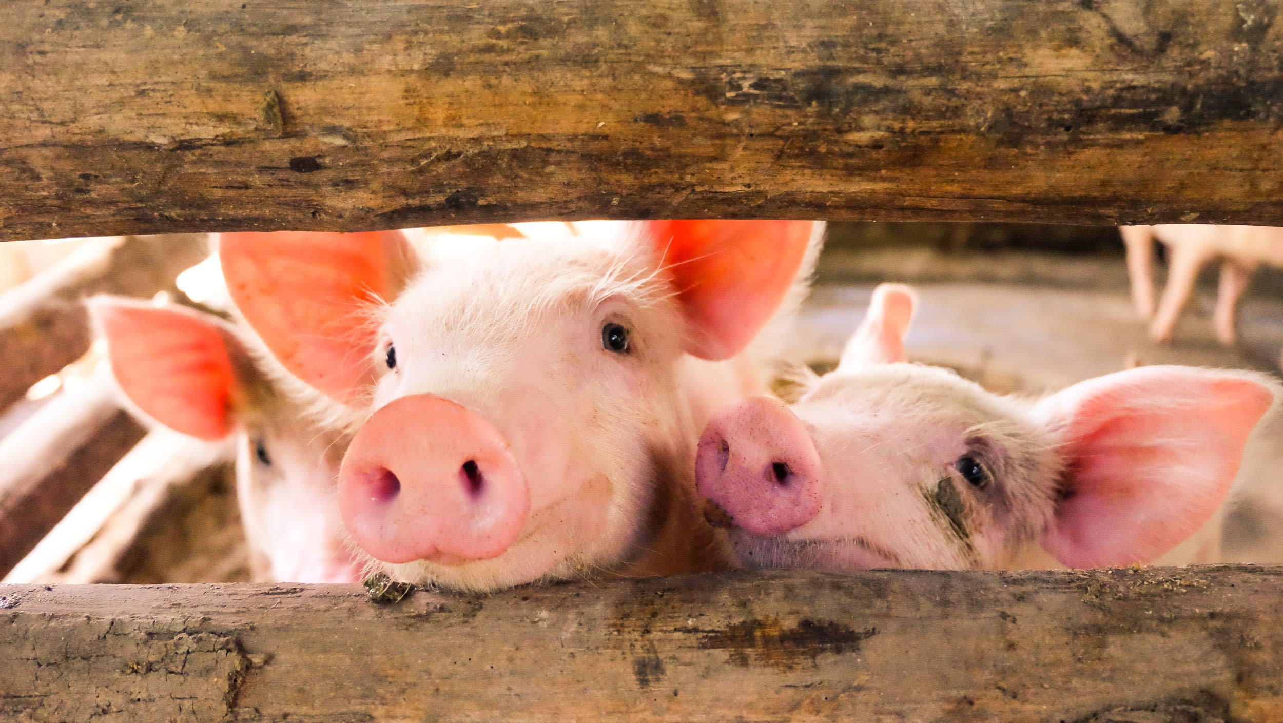 Three curious piglets peek through wooden slats in a barn, with snouts pressed forward, conveying innocence and playfulness. Warm, rustic atmosphere.