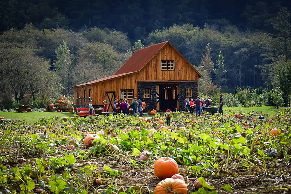 A rustic barn with a red roof stands amid a lush pumpkin patch. People gather near the barn, surrounded by vibrant green vines and scattered pumpkins.