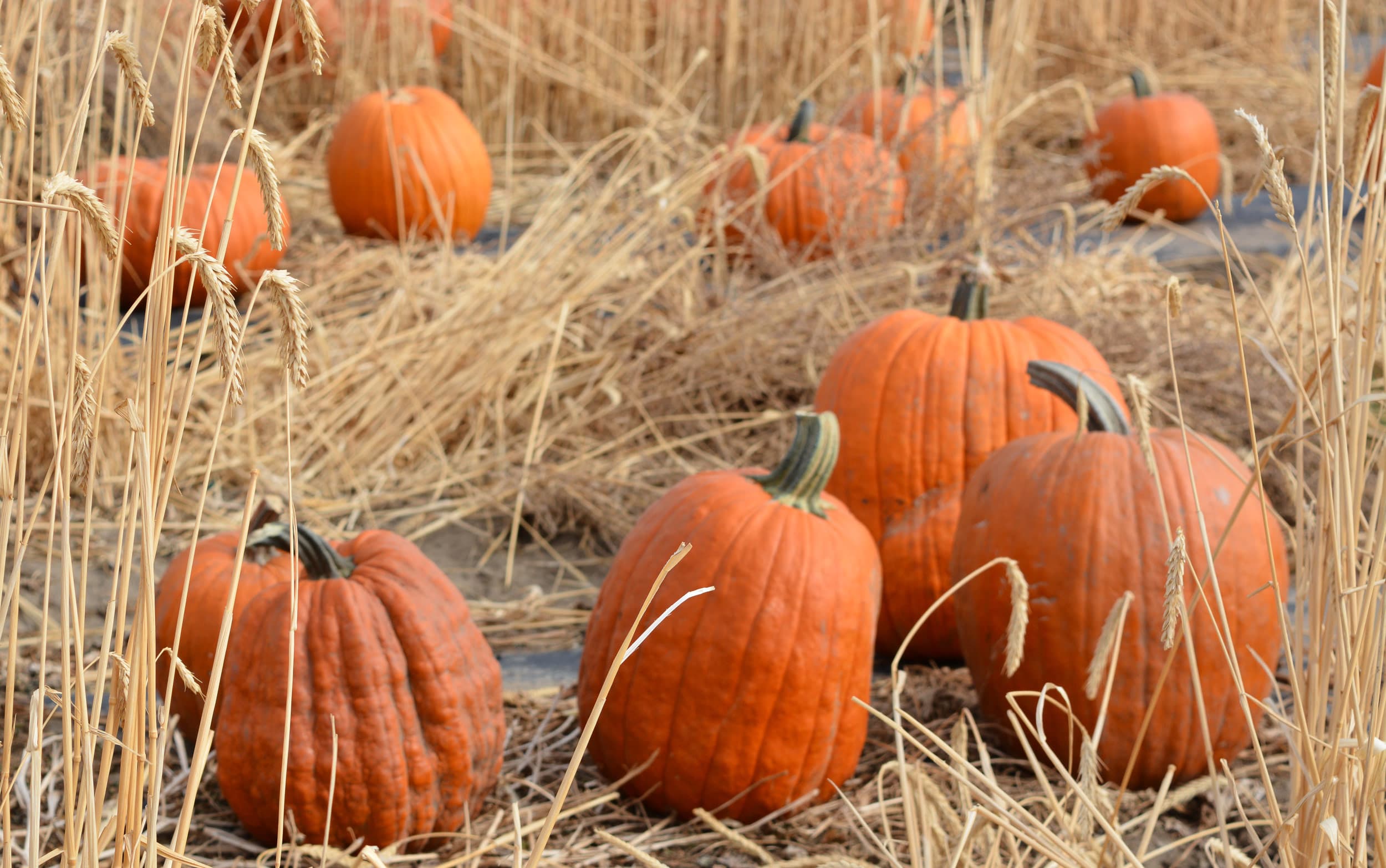Orange pumpkins in a field amid dry, straw-like grass under soft daylight, creating an autumnal and rustic atmosphere.