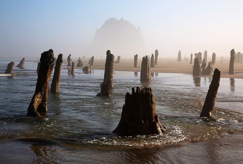 Foggy beach with numerous tree stumps emerging from the water and sand, creating a mysterious and ancient atmosphere under soft light.