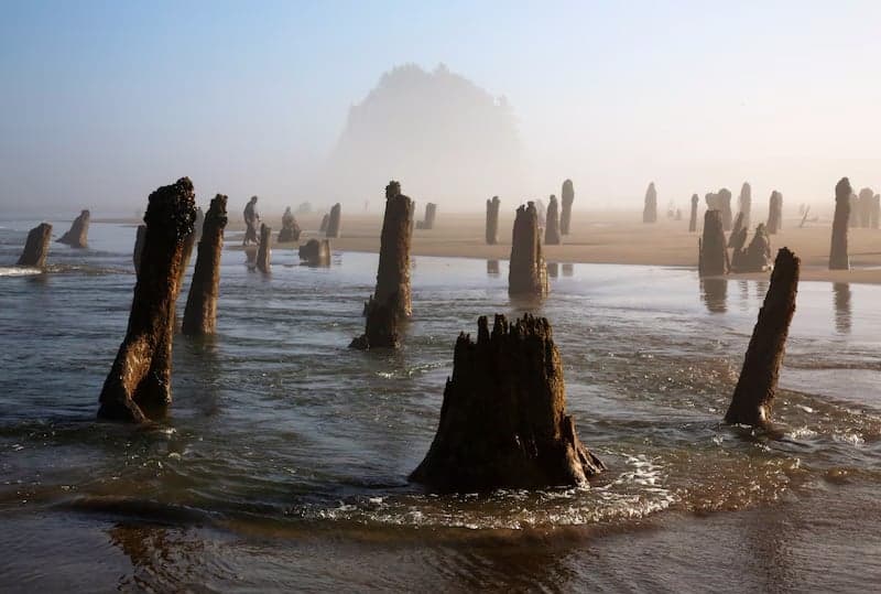 Neskowin Ghost Forest on a foggy day