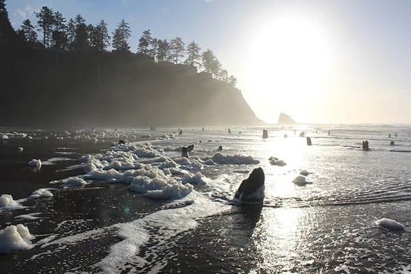 Neskowin Ghost Forest with foaming shores