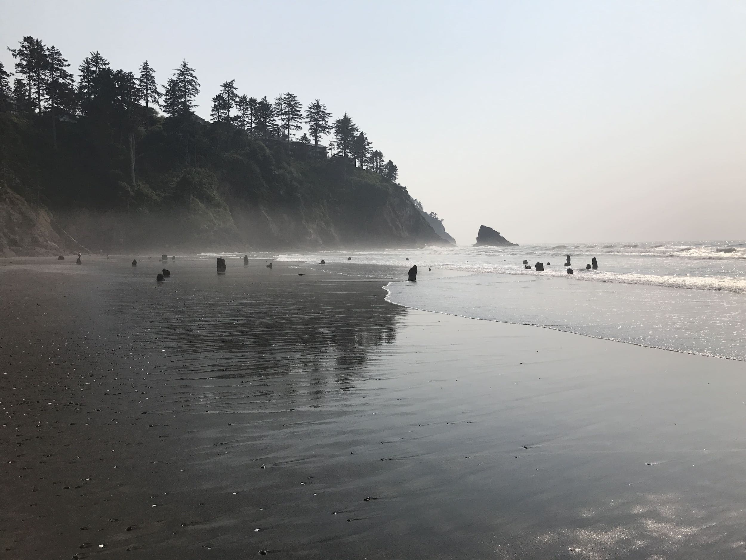 Neskowin Ghost Forest on a beautiful day