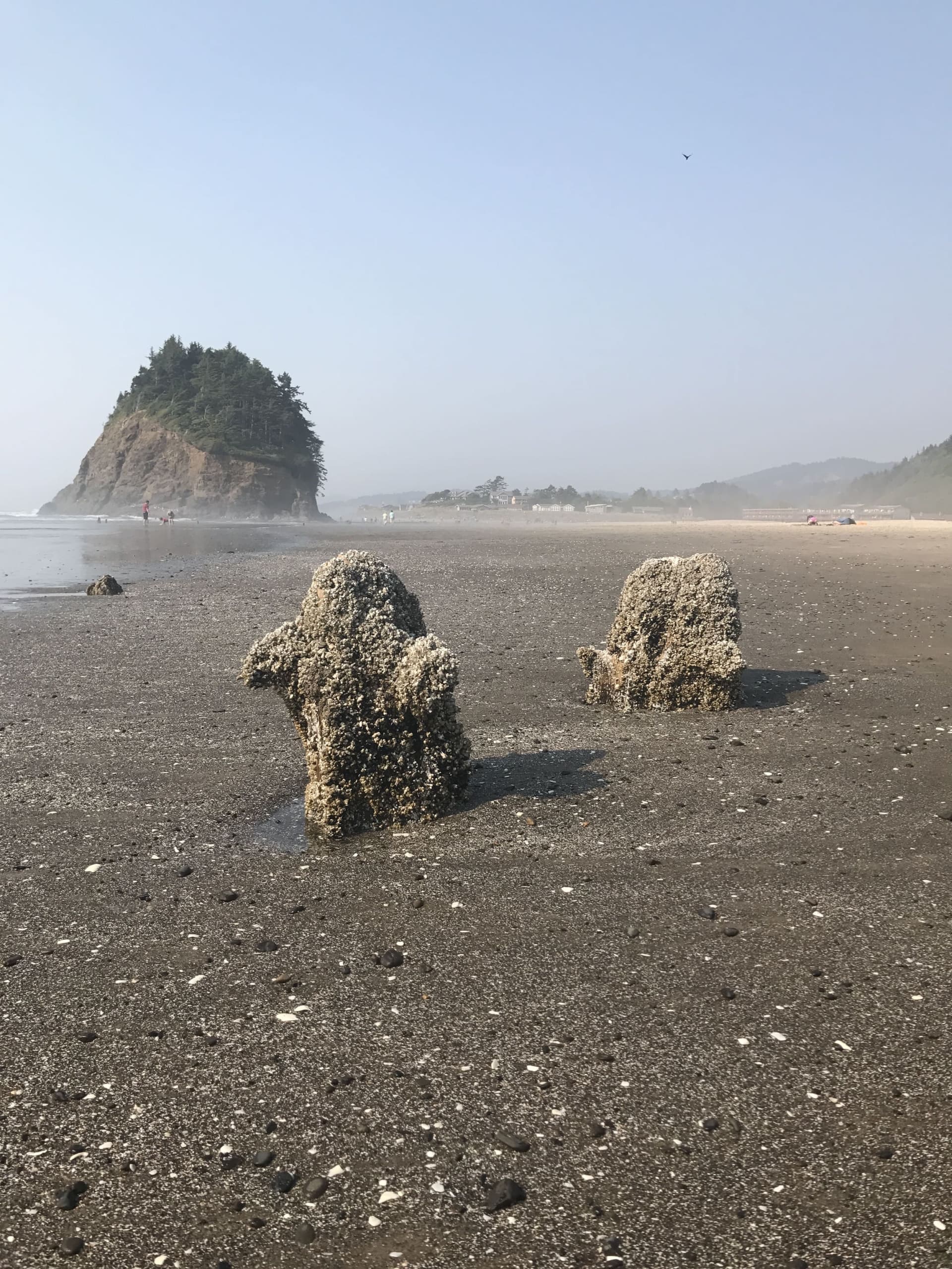 Neskowin Stumps At Proposal Rock