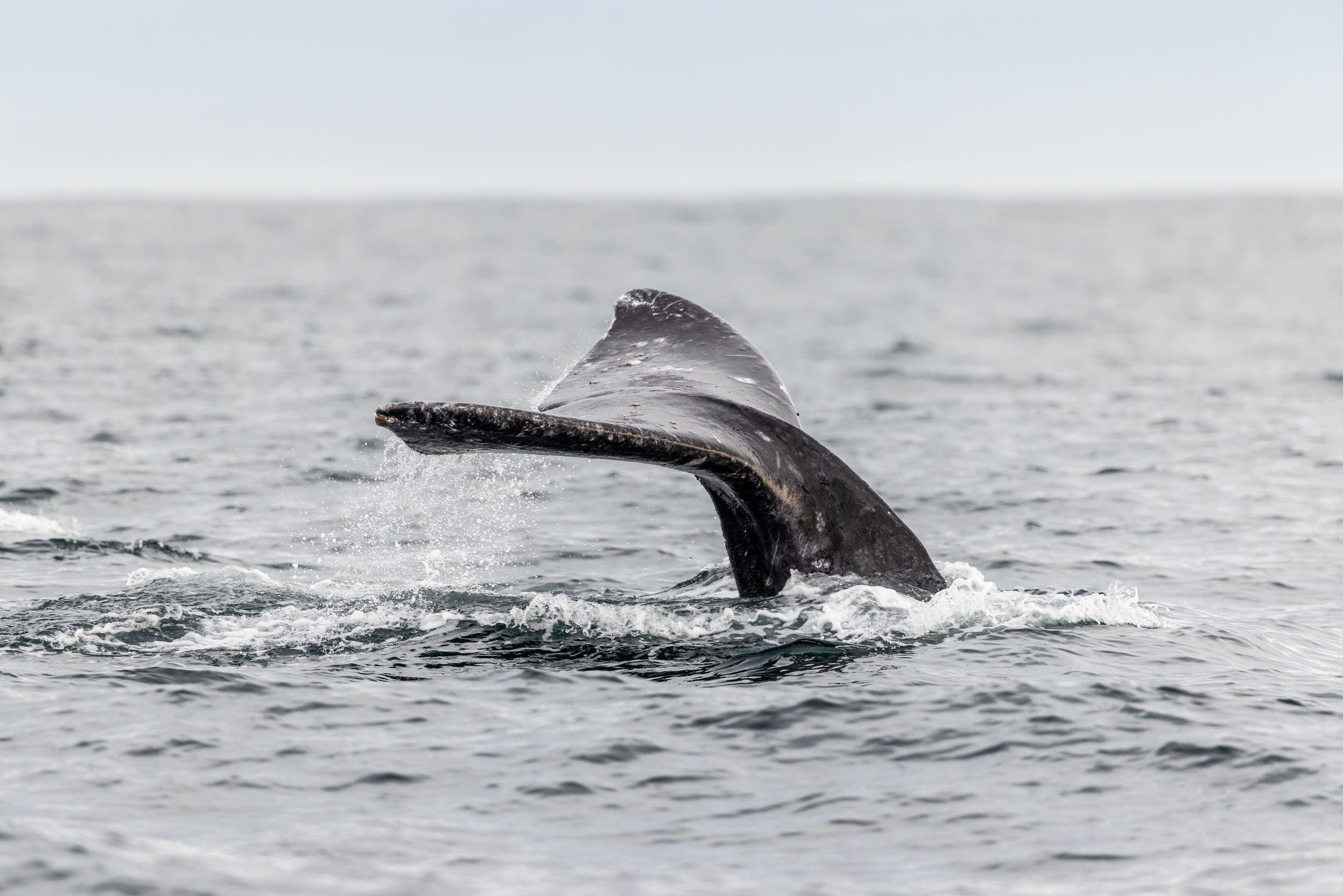 A whale tail emerging from the water near Inn at Cape Kiwanda
