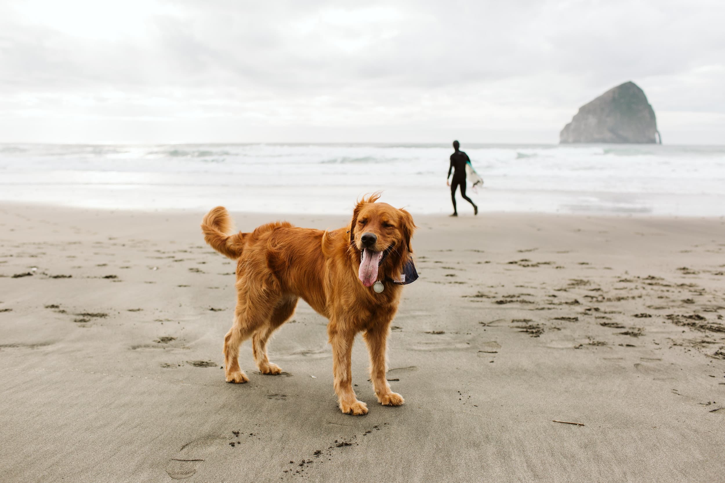 A reddish brown dog standing on the beach with a surfer in the background