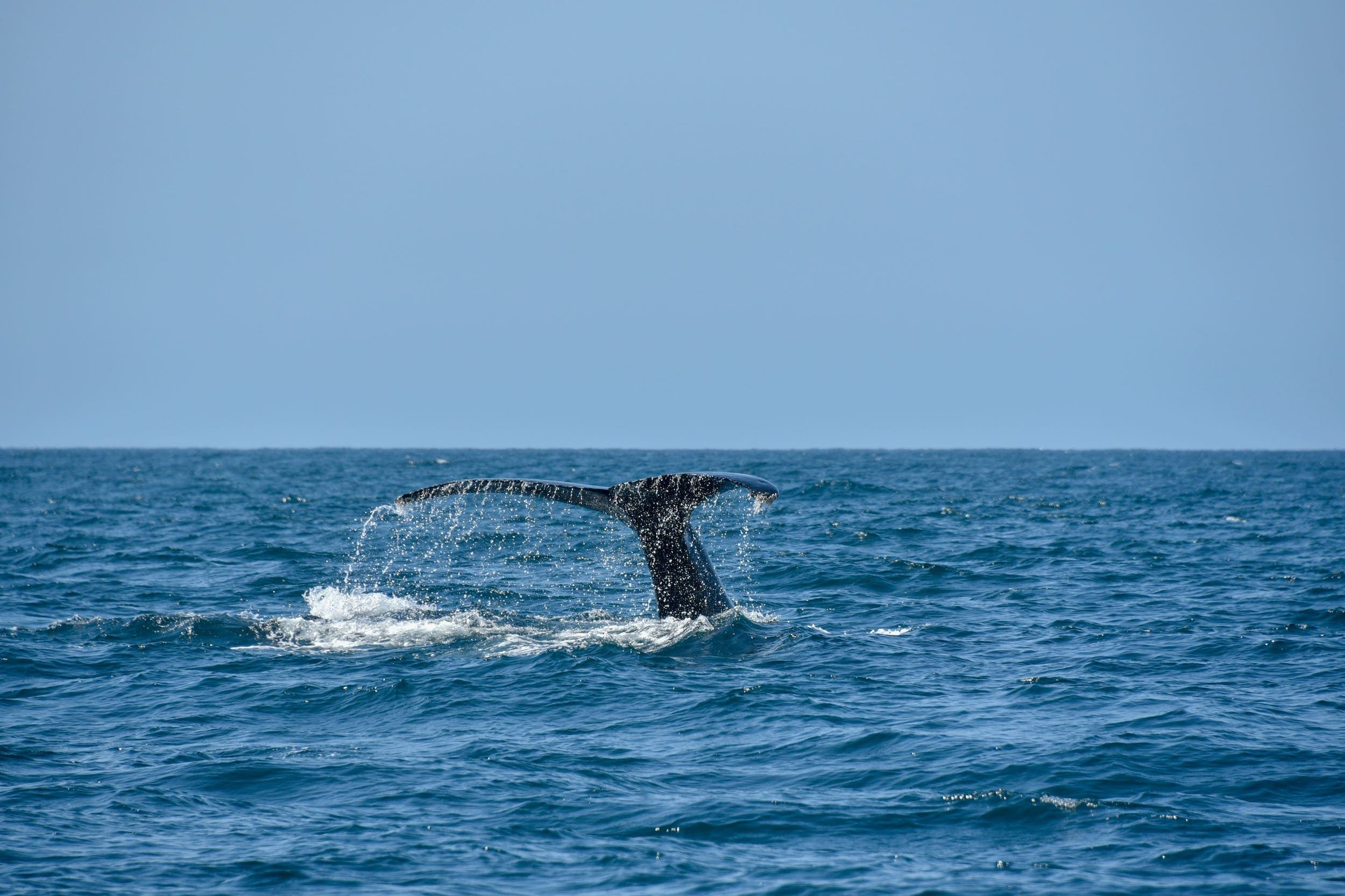 A whale tail emerging from the dark blue water near Inn at Cape Kiwanda