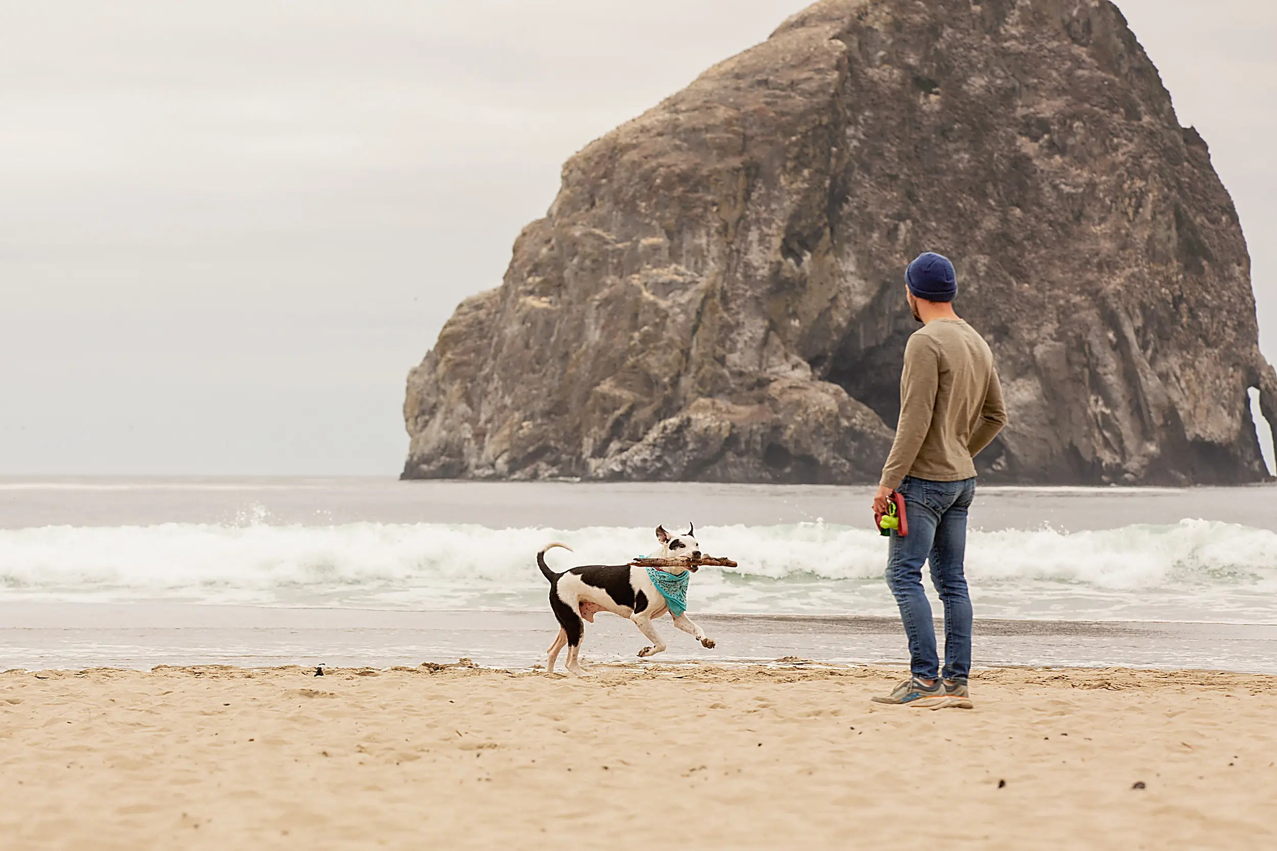 Dog fetching a stick on the beach below Haystack Rock at Cape Kiwanda in Pacific City, Oregon Coast